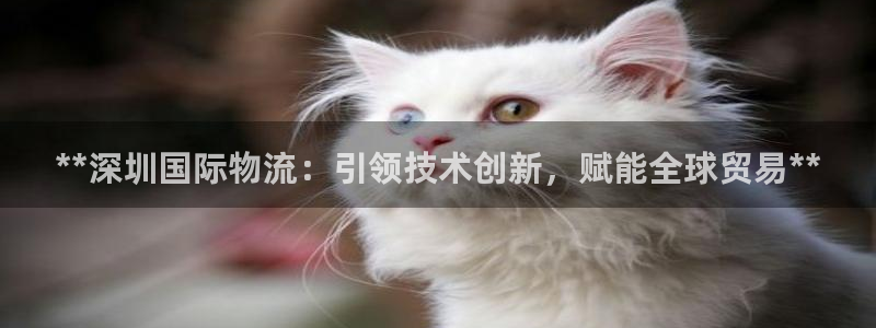 28圈黑吗：**深圳国际物流：引领技