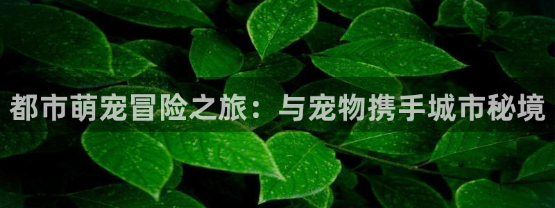 28圈预测