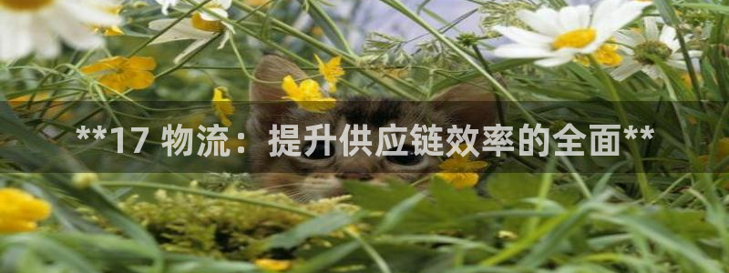 28圈.ccmpc28：**17 物流：提升供应链效率的全面